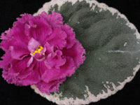 Rebel's Restless Heart