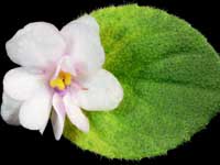 Jersey Starlight Trail