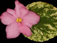 Ramblin' Show Stopper