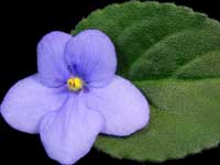 Steffano's Azure Diamonds