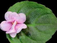 Ramblin' Right Along